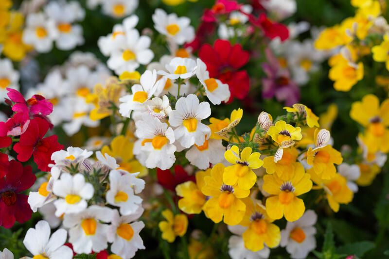 15 Winter Annuals That Will Fill Your Garden With Beautiful Colors - Shrubhub