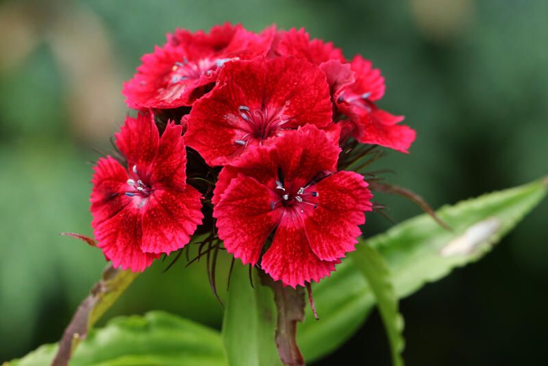 Winter annuals discount