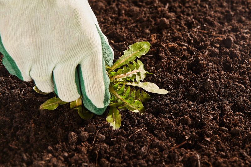 How To Kill Weeds: 20 Effective Ways For Weed Control - Shrubhub