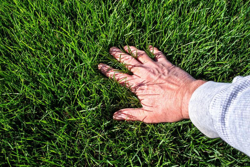 How To Kill Weeds: 20 Effective Ways For Weed Control - Shrubhub