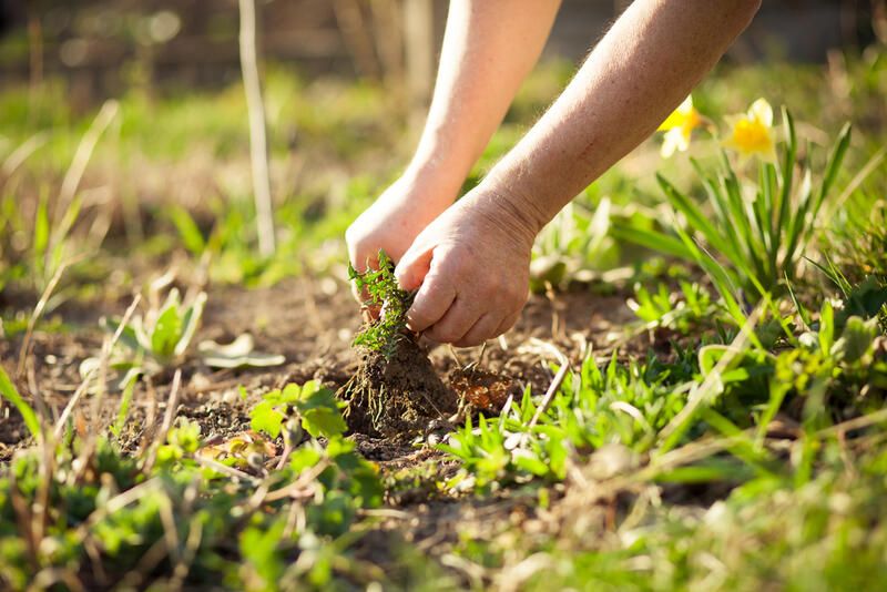 How To Kill Weeds: 20 Effective Ways For Weed Control - Shrubhub