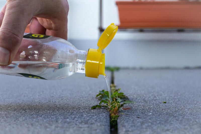 How To Kill Weeds: 20 Effective Ways For Weed Control - Shrubhub