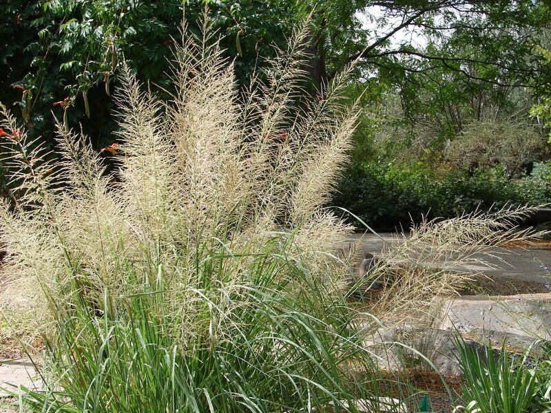 20 Ornamental Grasses With Dramatic Appearances & Interesting Textures - Shrubhub