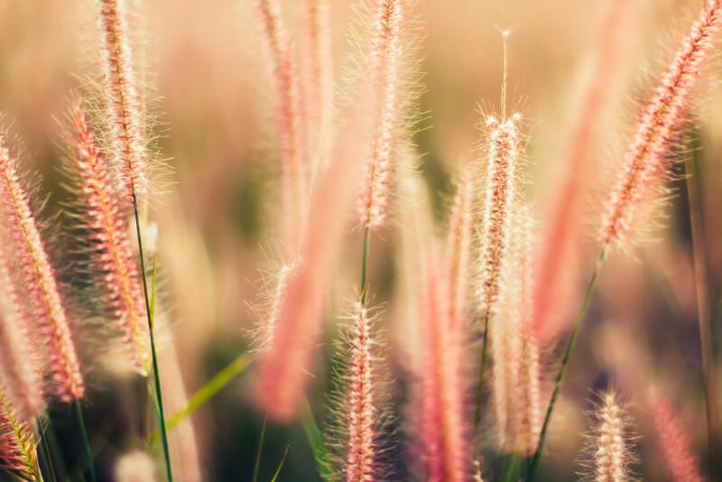 20 Ornamental Grasses With Dramatic Appearances & Interesting Textures