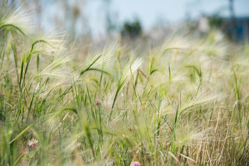 20 Ornamental Grasses With Dramatic Appearances & Interesting Textures - Shrubhub