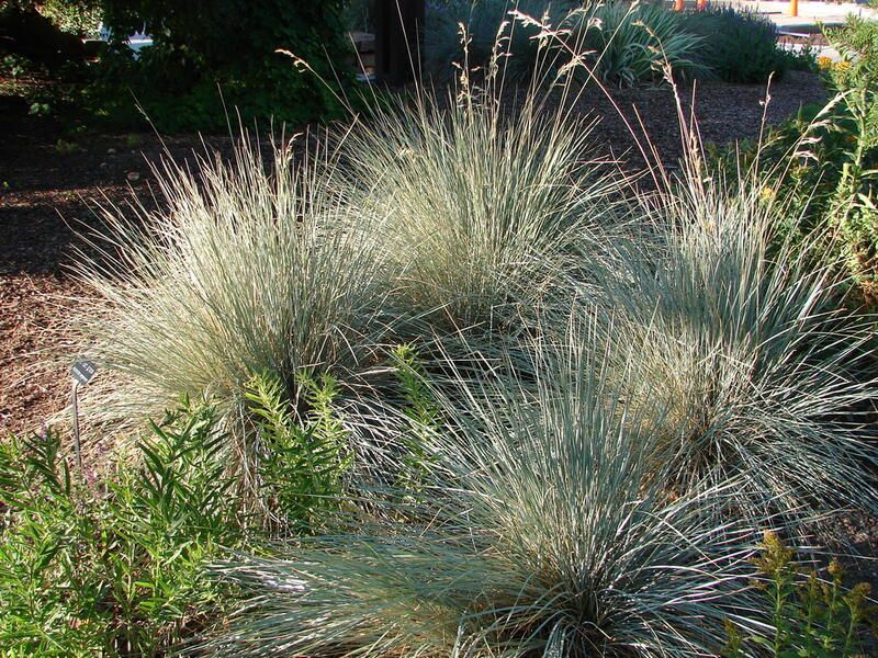 20 Ornamental Grasses With Dramatic Appearances & Interesting Textures - Shrubhub