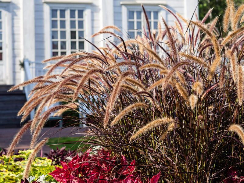 20 Ornamental Grasses With Dramatic Appearances & Interesting Textures - Shrubhub