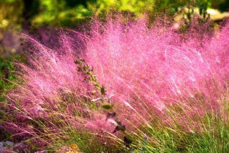 20 Ornamental Grasses With Dramatic Appearances & Interesting Textures - Shrubhub