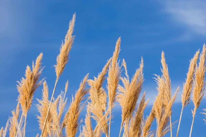 20 Ornamental Grasses With Dramatic Appearances & Interesting Textures - Shrubhub