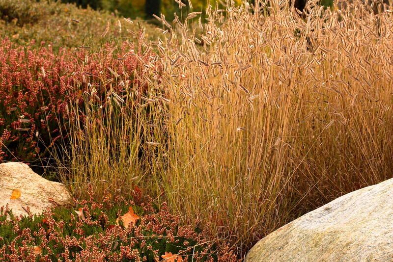 20 Ornamental Grasses With Dramatic Appearances & Interesting Textures - Shrubhub