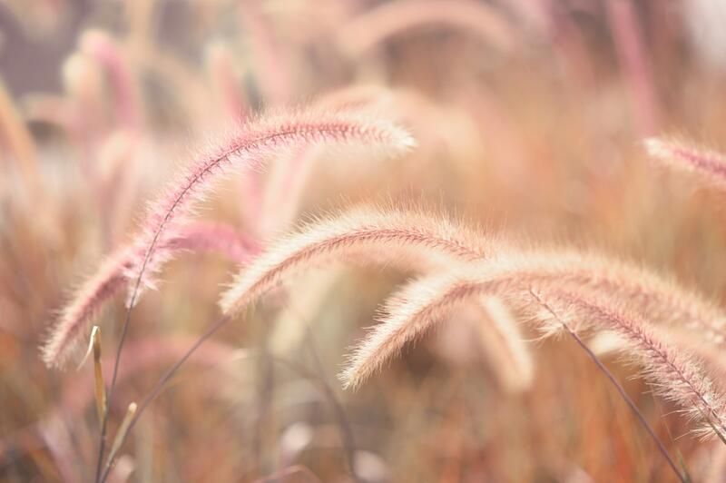 20 Ornamental Grasses With Dramatic Appearances & Interesting Textures - Shrubhub