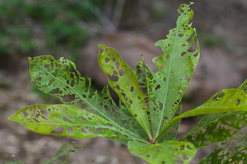 Gardening 101: How to Control Pests in Plants - Shrubhub