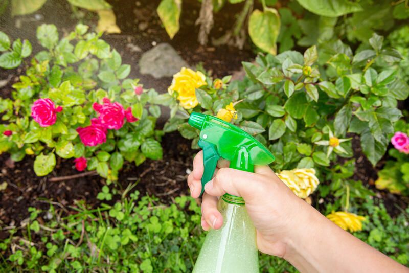 Gardening 101: How to Control Pests in Plants - Shrubhub