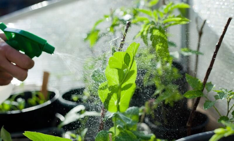 Gardening 101: How to Control Pests in Plants - Shrubhub