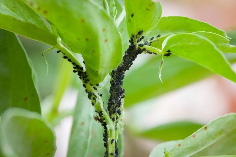 Gardening 101: How to Control Pests in Plants - Shrubhub