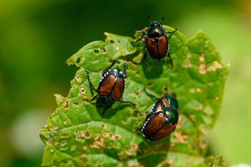 Gardening 101: How to Control Pests in Plants - Shrubhub