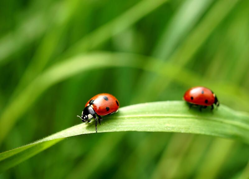 Gardening 101: How to Control Pests in Plants - Shrubhub