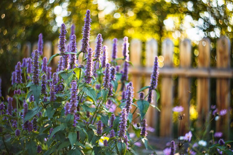 The Plant Guide: Full Sun Plants - Shrubhub