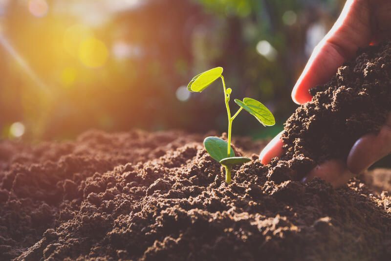 10 Productive Vegetable Gardening Tips For Fresh Veggies All Year Long - Shrubhub