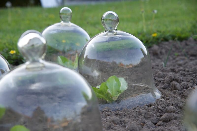 10 Productive Vegetable Gardening Tips For Fresh Veggies All Year Long - Shrubhub