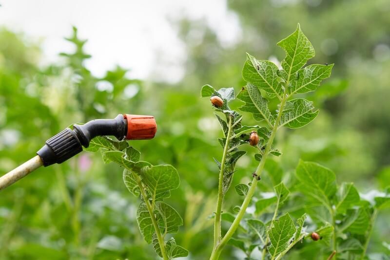 10 Productive Vegetable Gardening Tips For Fresh Veggies All Year Long - Shrubhub