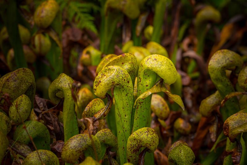 A Beginner's Guide To Cobra Lily Care - Shrubhub