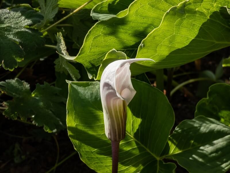 A Beginner's Guide To Cobra Lily Care - Shrubhub