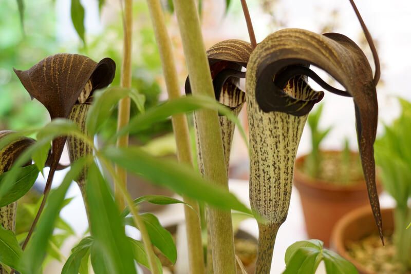 A Beginner's Guide To Cobra Lily Care - Shrubhub