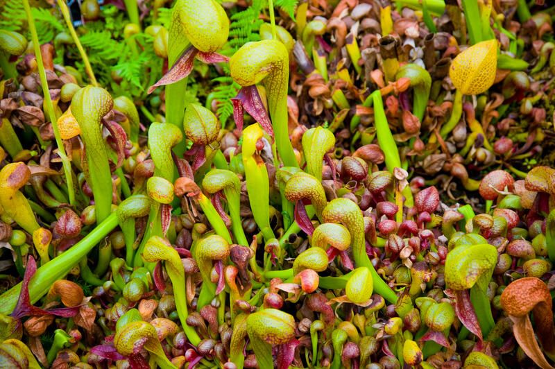 A Beginner's Guide To Cobra Lily Care - Shrubhub