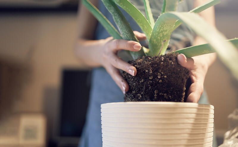 How To Transplant Plants Easily and Without Damaging Them - Shrubhub