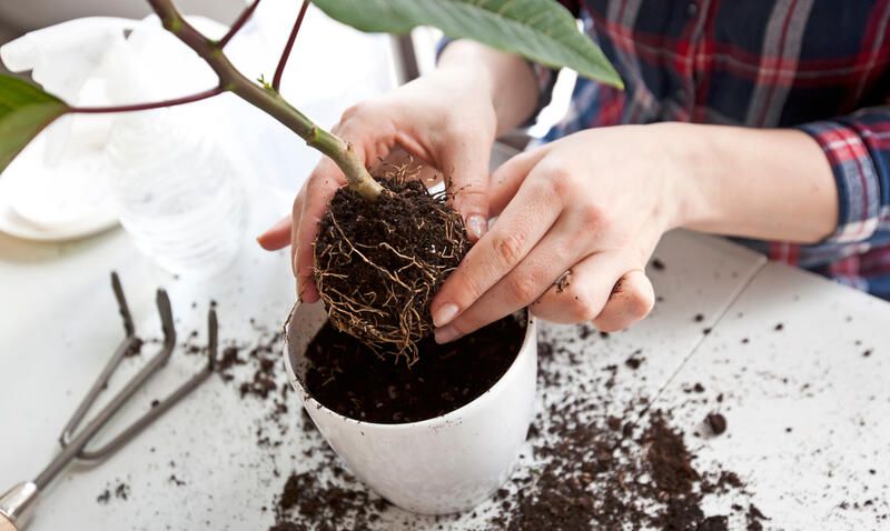 How To Transplant Plants Easily and Without Damaging Them - Shrubhub