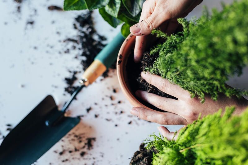 How To Transplant Plants Easily and Without Damaging Them - Shrubhub