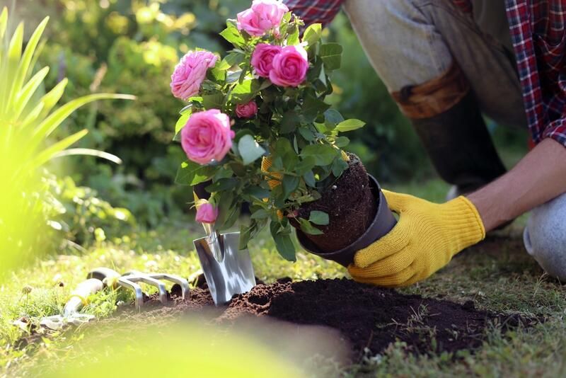 How To Transplant Plants Easily and Without Damaging Them - Shrubhub