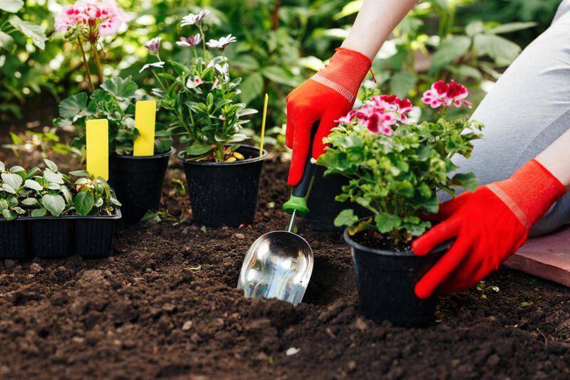 How To Transplant Plants Easily and Without Damaging Them - Shrubhub