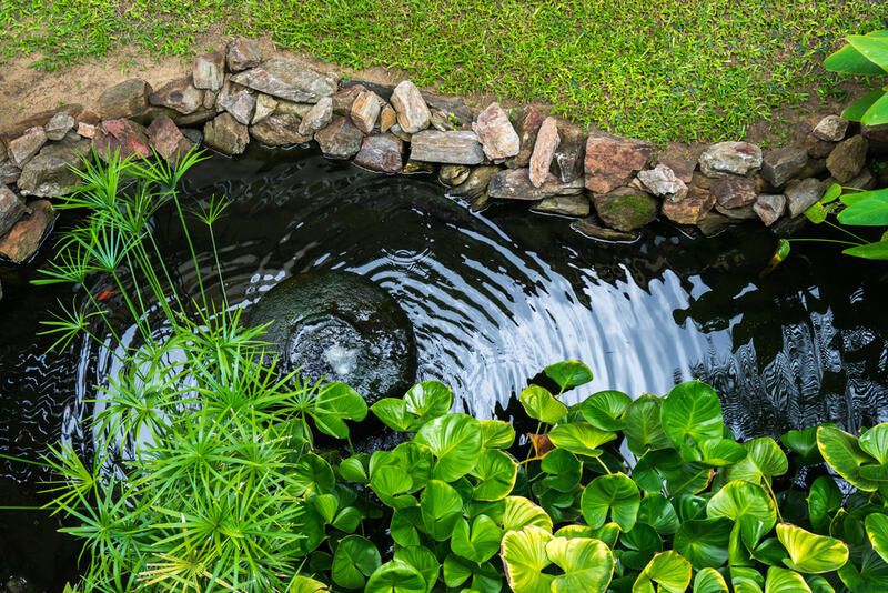 Best Small Pond Ideas for Your Garden - Shrubhub