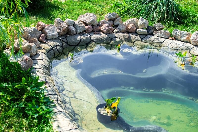 Best Small Pond Ideas for Your Garden - Shrubhub