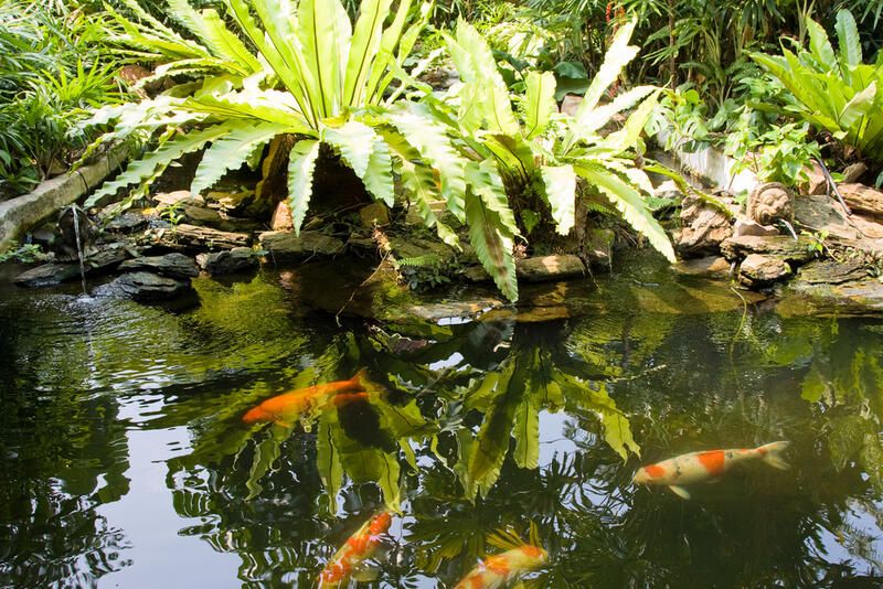 Best Small Pond Ideas for Your Garden - Shrubhub