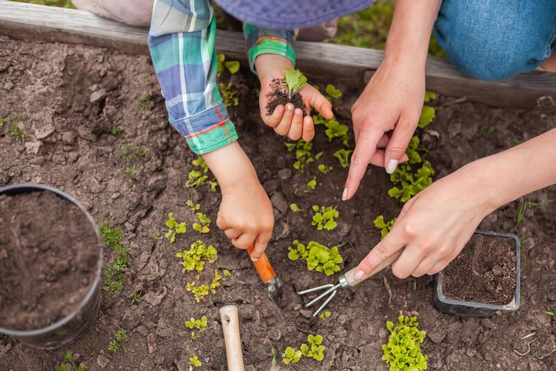 Improve Garden Soil: Make Your Soil Sing with These Tips! - Shrubhub