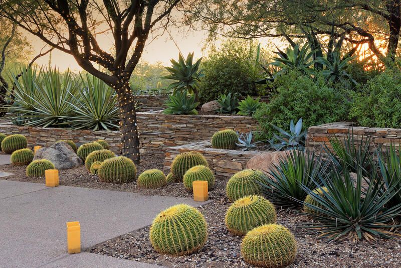 Elevate Your Desert Landscape Design With These Clever Tricks - Shrubhub