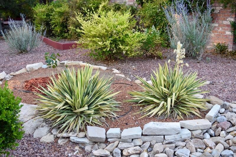 Elevate Your Desert Landscape Design With These Clever Tricks - Shrubhub