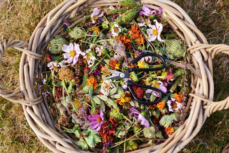 Gardening 101: What is Deadheading Flowers? - Shrubhub