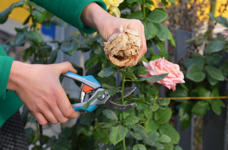 Gardening 101: What is Deadheading Flowers? - Shrubhub