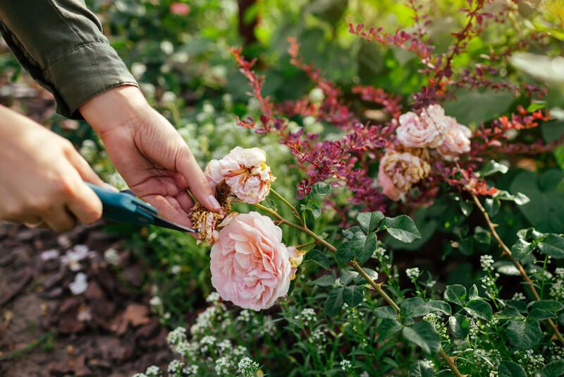 Gardening 101: What is Deadheading Flowers? - Shrubhub