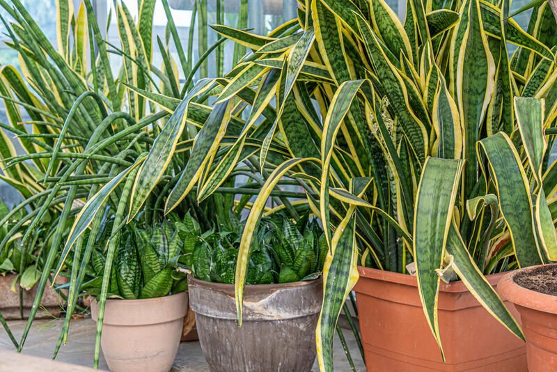 15 Low Maintenance Plants For An Effortlessly Gorgeous Garden - Shrubhub