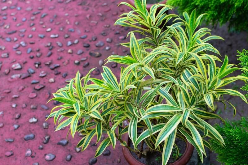 15 Low Maintenance Plants For An Effortlessly Gorgeous Garden - Shrubhub