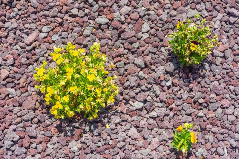 A Beginner's Guide To Lava Rock Landscaping - Shrubhub