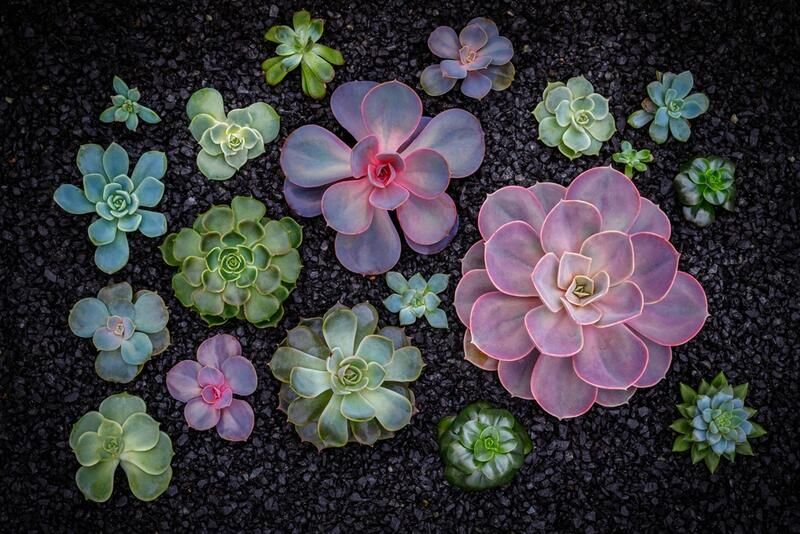 A Beginner's Guide To Lava Rock Landscaping - Shrubhub