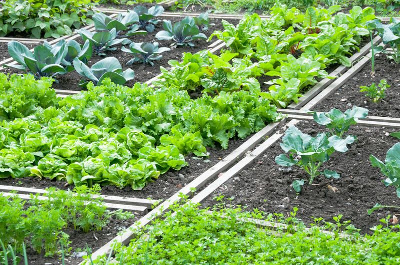 Edible Landscaping Tips For Creating The Perfect Garden - Shrubhub