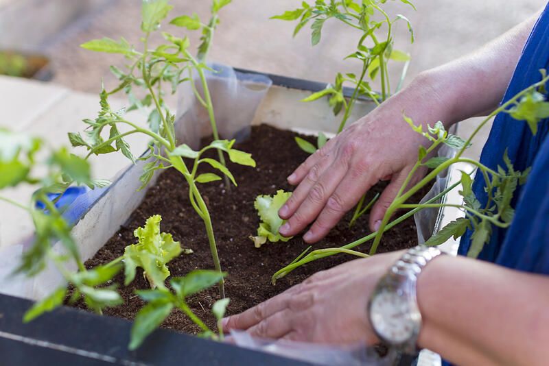 Edible Landscaping Tips For Creating The Perfect Garden - Shrubhub