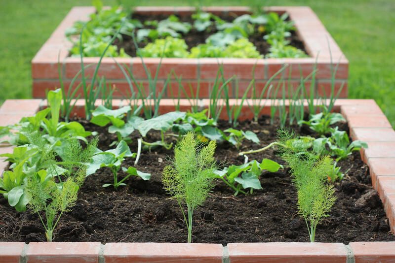 Edible Landscaping Tips For Creating The Perfect Garden - Shrubhub